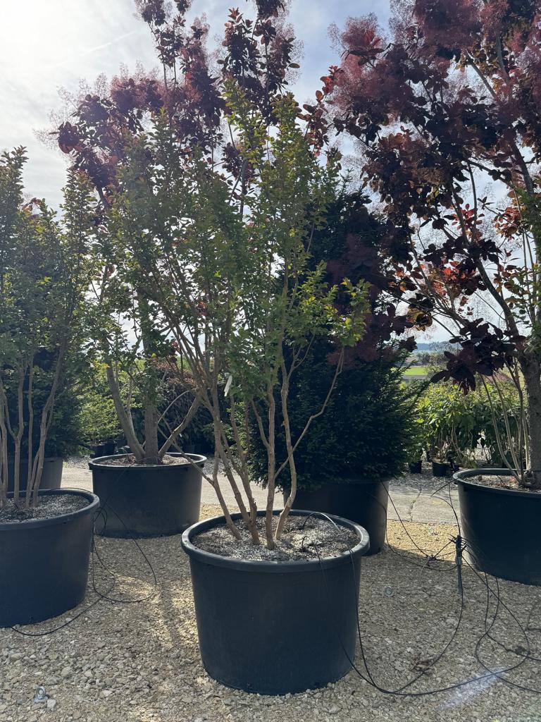 Lagerstroemia 'Dynamite'
