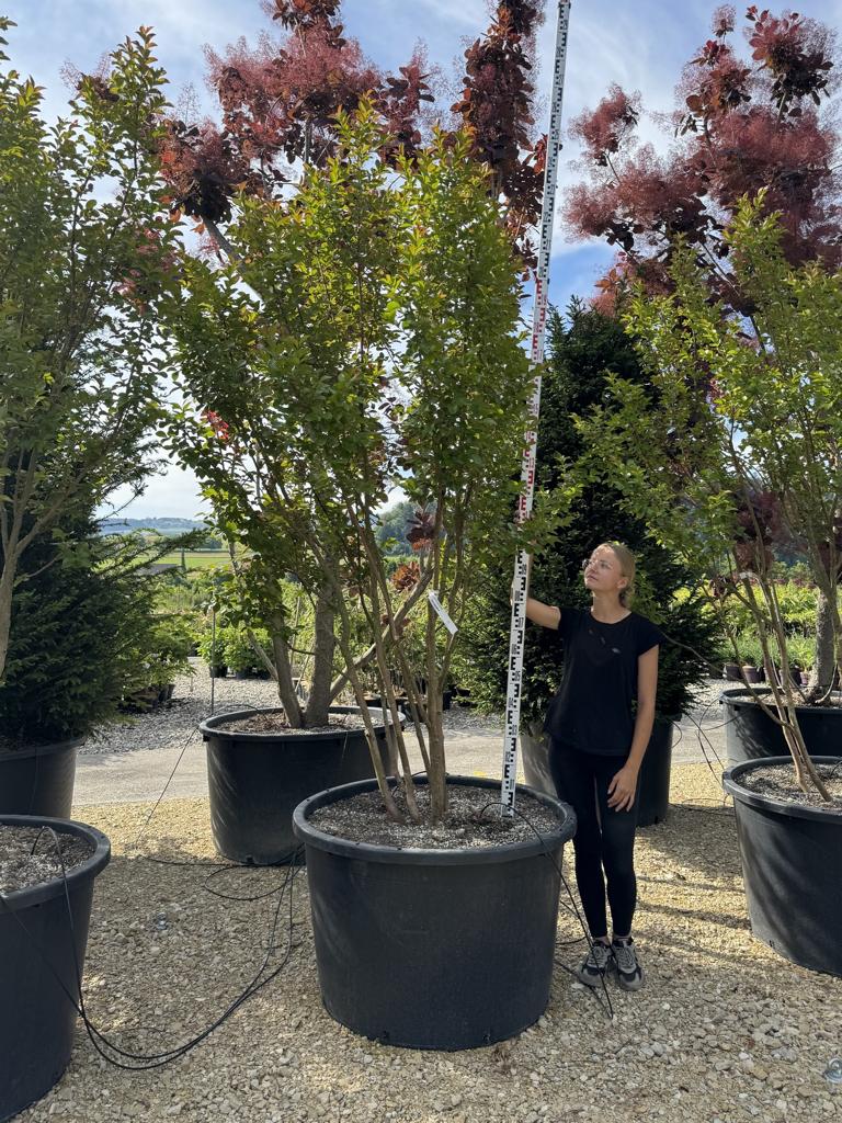 Lagerstroemia 'Dynamite'