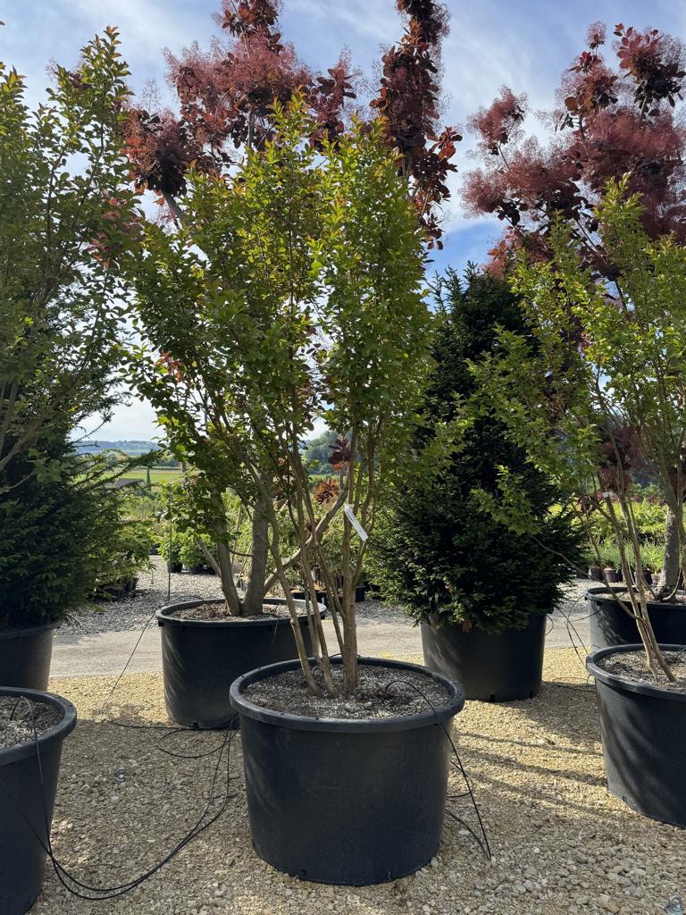 Lagerstroemia 'Dynamite'