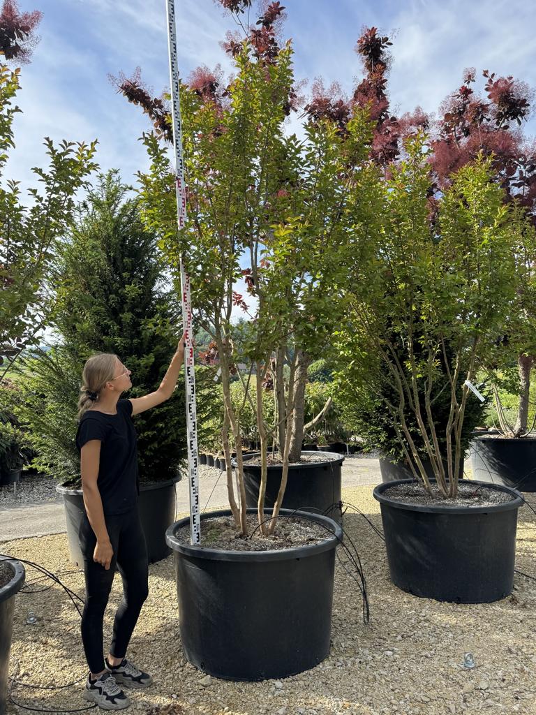 Lagerstroemia 'Dynamite'