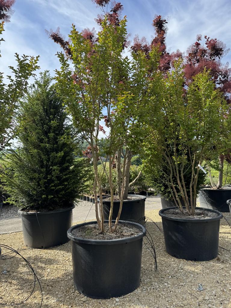 Lagerstroemia 'Dynamite'
