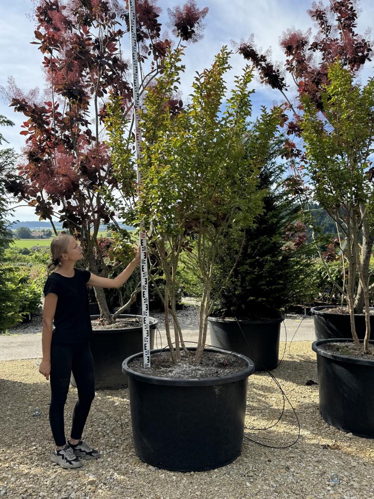Lagerstroemia 'Dynamite'