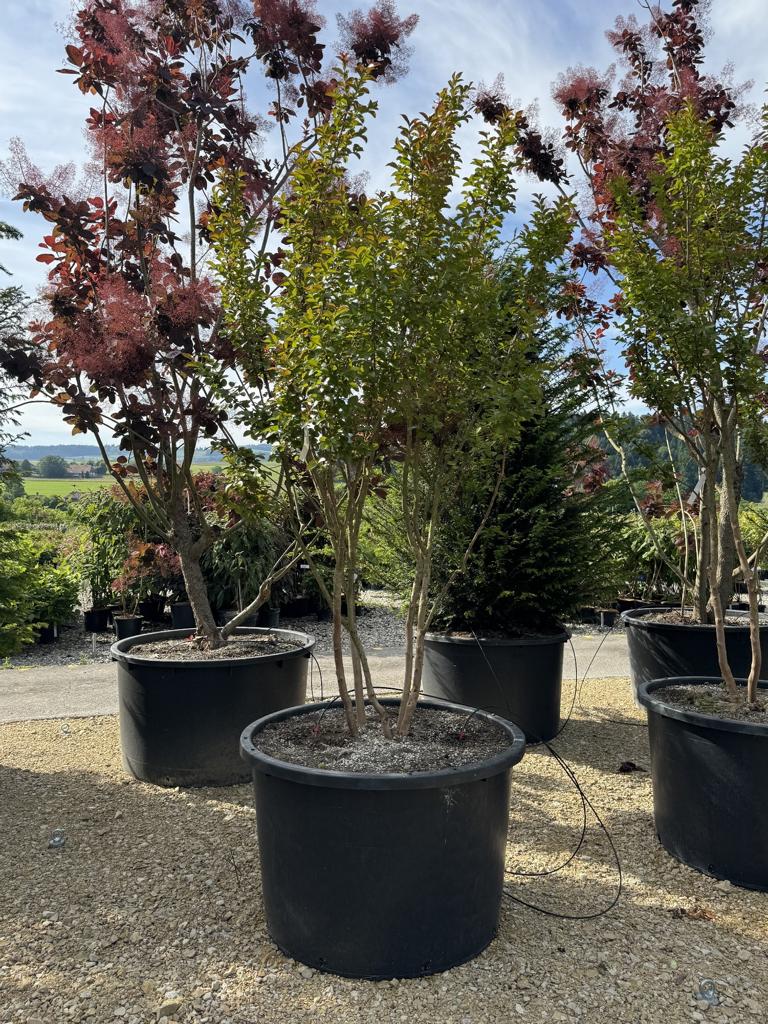 Lagerstroemia 'Dynamite'
