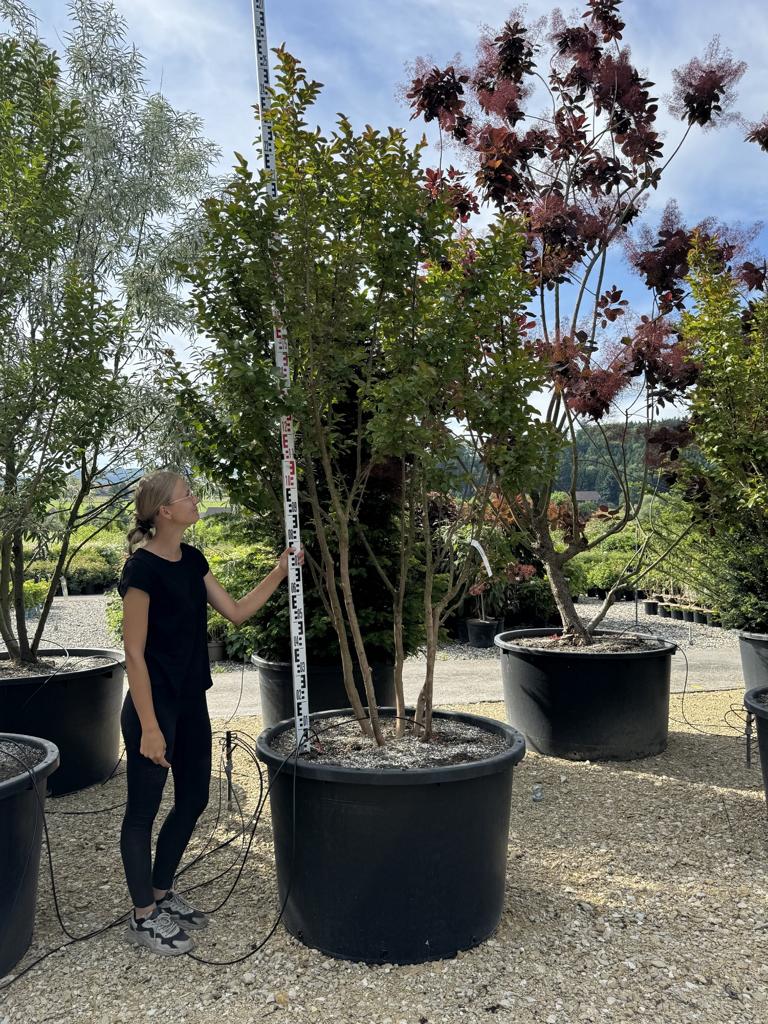 Lagerstroemia 'Dynamite'