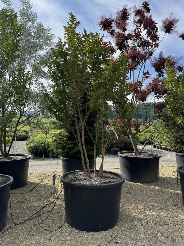 Lagerstroemia 'Dynamite'