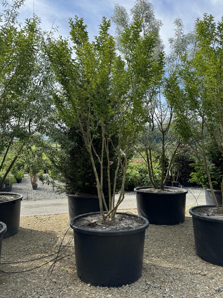 Lagerstroemia indica 'Monbazillac'