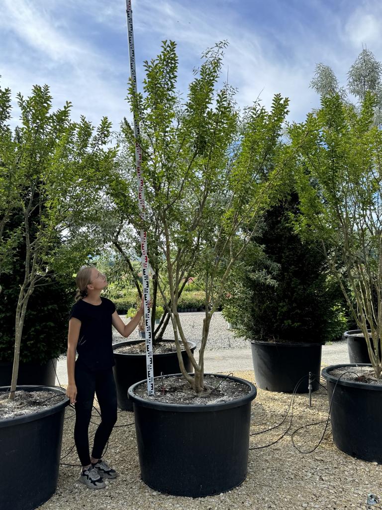 Lagerstroemia indica 'Monbazillac'