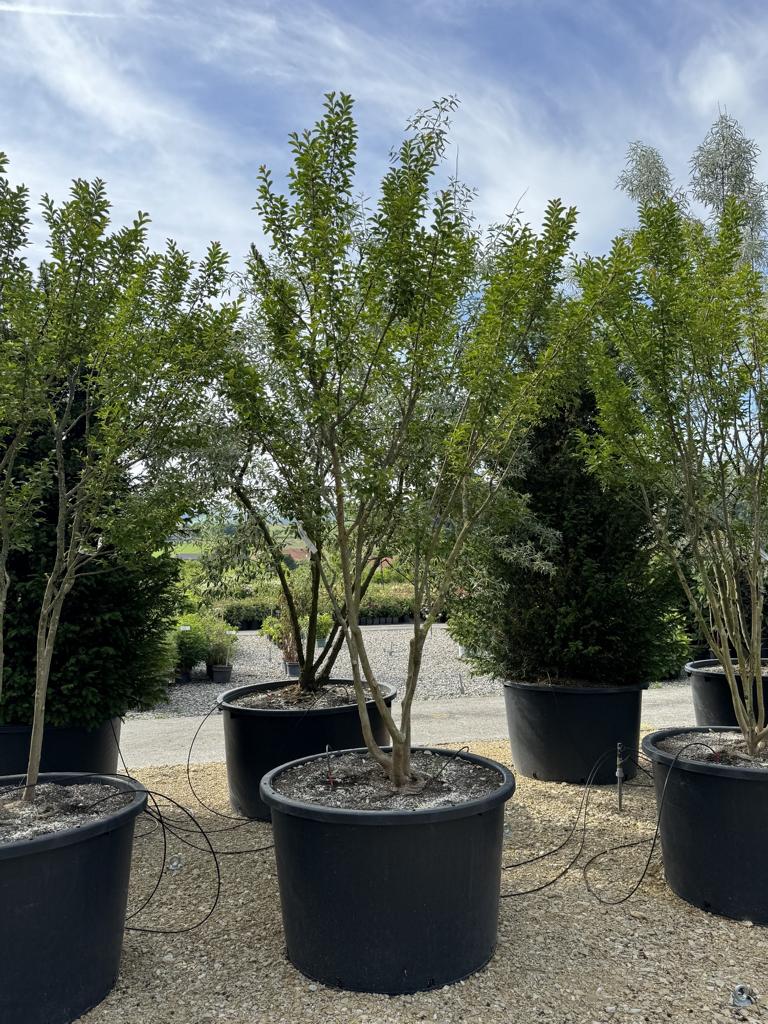 Lagerstroemia indica 'Monbazillac'
