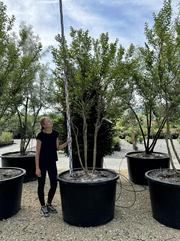 Lagerstroemia indica 'Monbazillac'