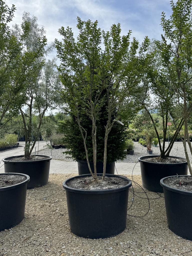 Lagerstroemia indica 'Monbazillac'