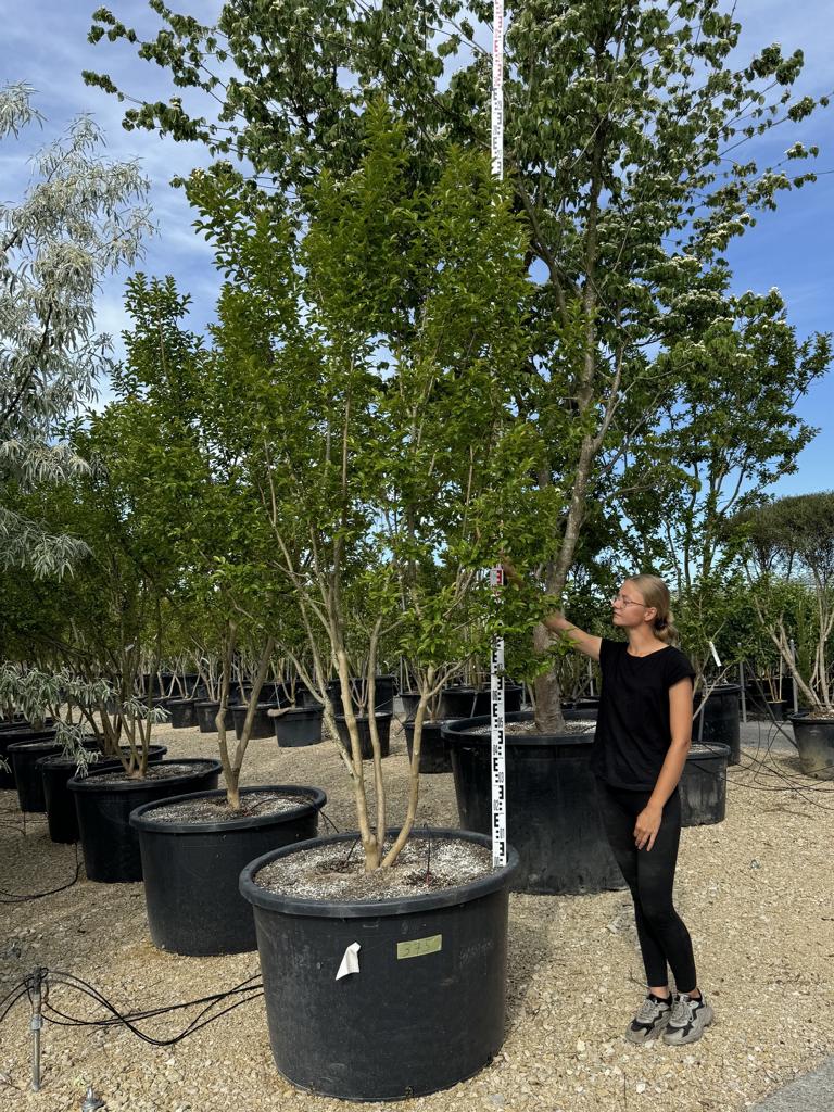 Lagerstroemia indica 'Monbazillac'