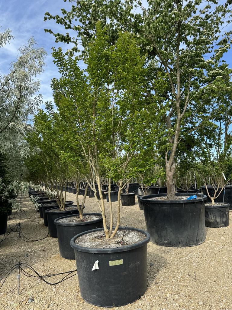 Lagerstroemia indica 'Monbazillac'
