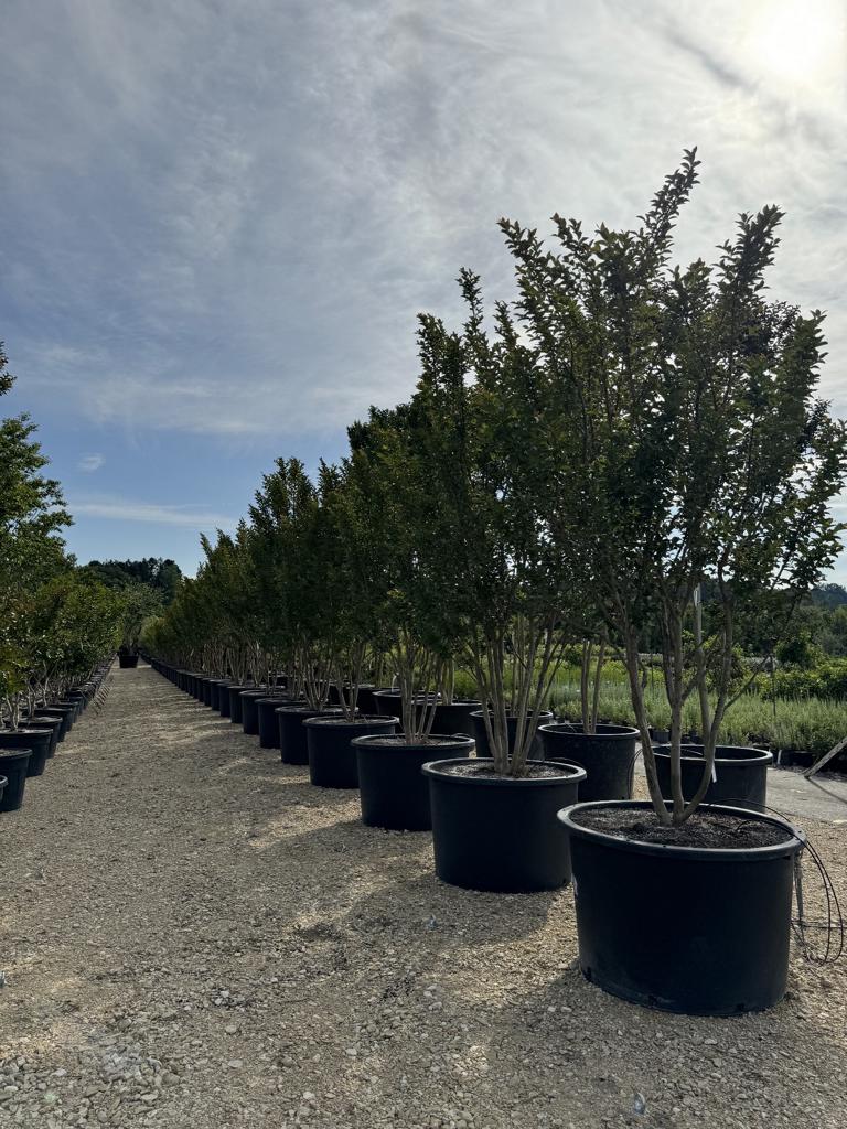 Lagerstroemia indica 'Monbazillac'