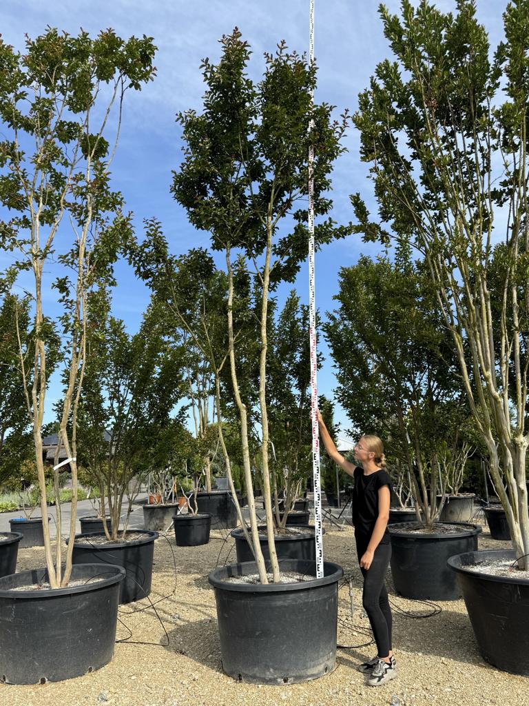 Lagerstroemia indica 'Carolina Beauty'