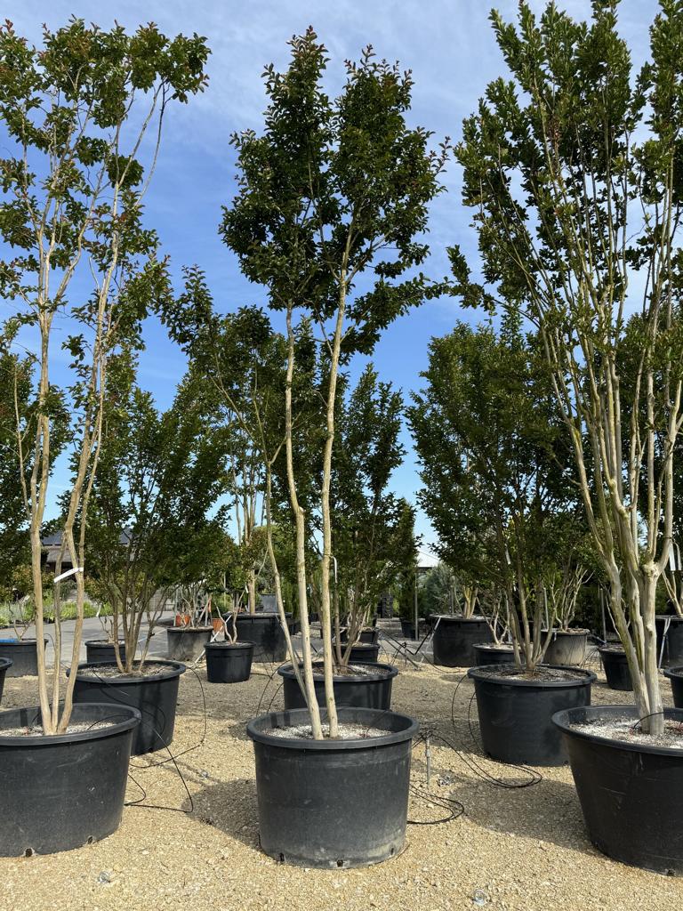 Lagerstroemia indica 'Carolina Beauty'