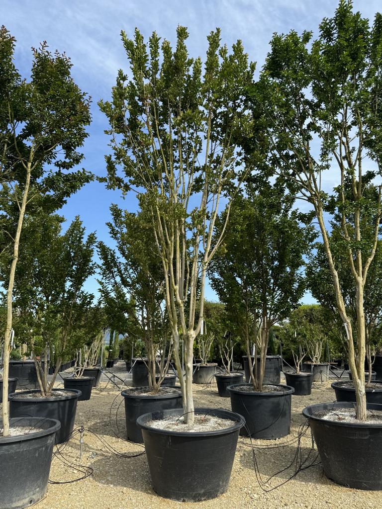 Lagerstroemia indica 'Rosea'
