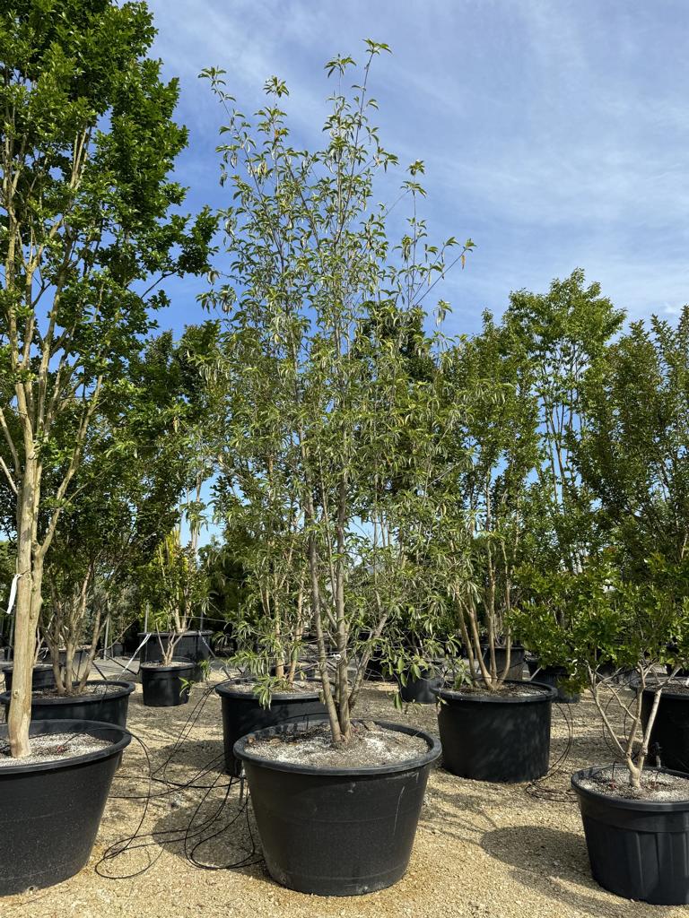 Cornus hongkongensis