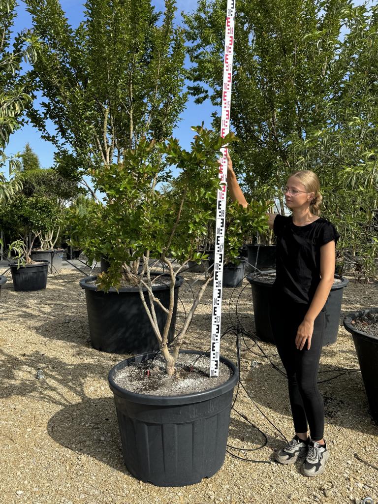 Lagerstroemia indica 'Perigord Pourpre'