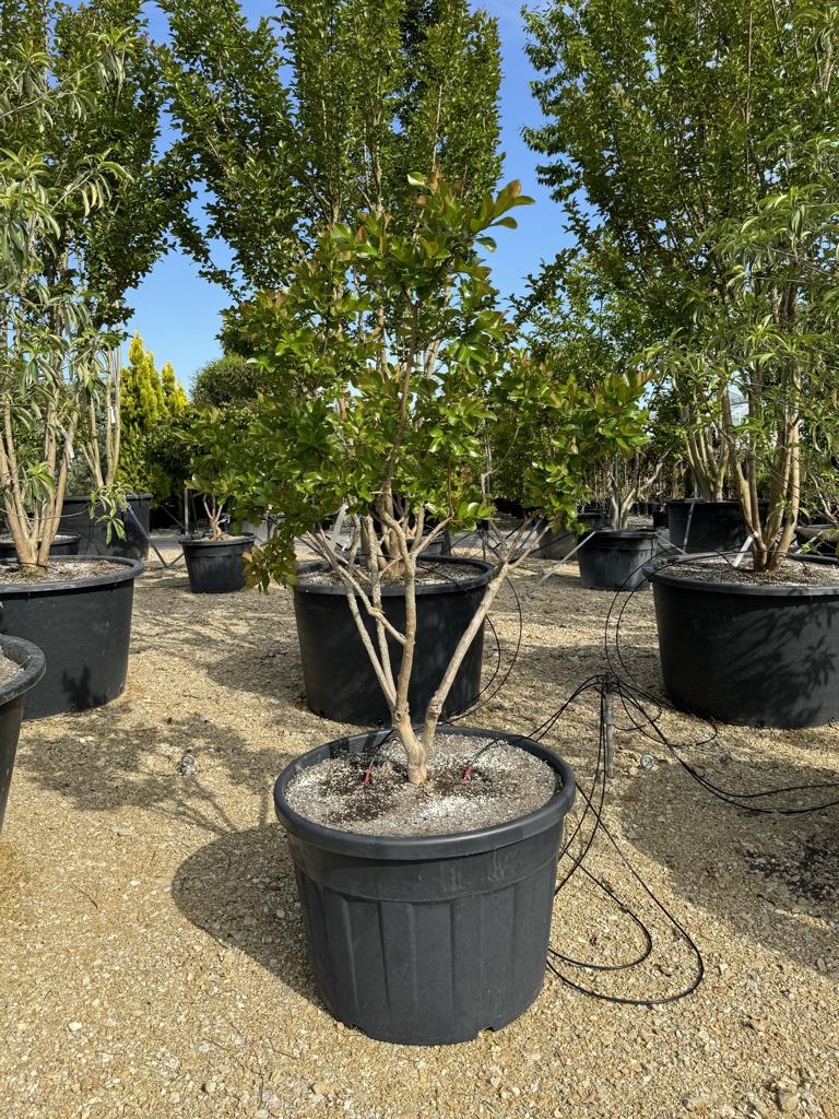 Lagerstroemia indica 'Perigord Pourpre'