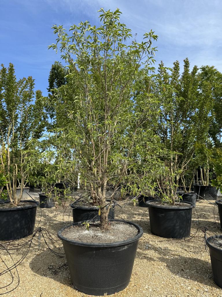 Cornus hongkongensis
