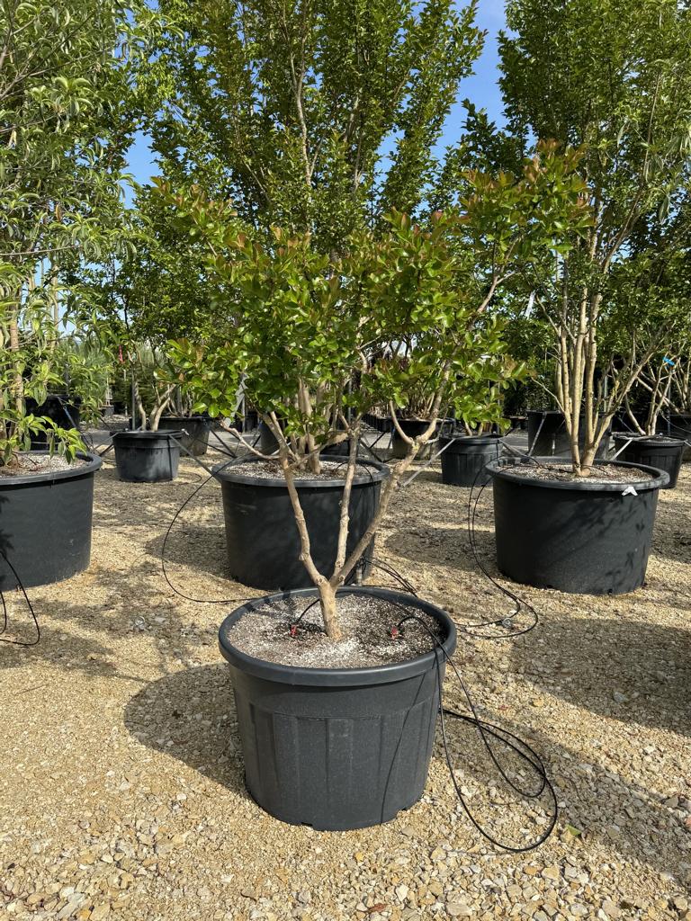Lagerstroemia indica 'Perigord Pourpre'