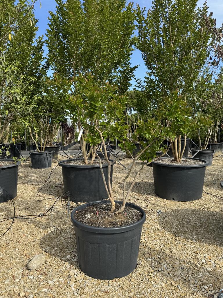Lagerstroemia indica 'Perigord Pourpre'