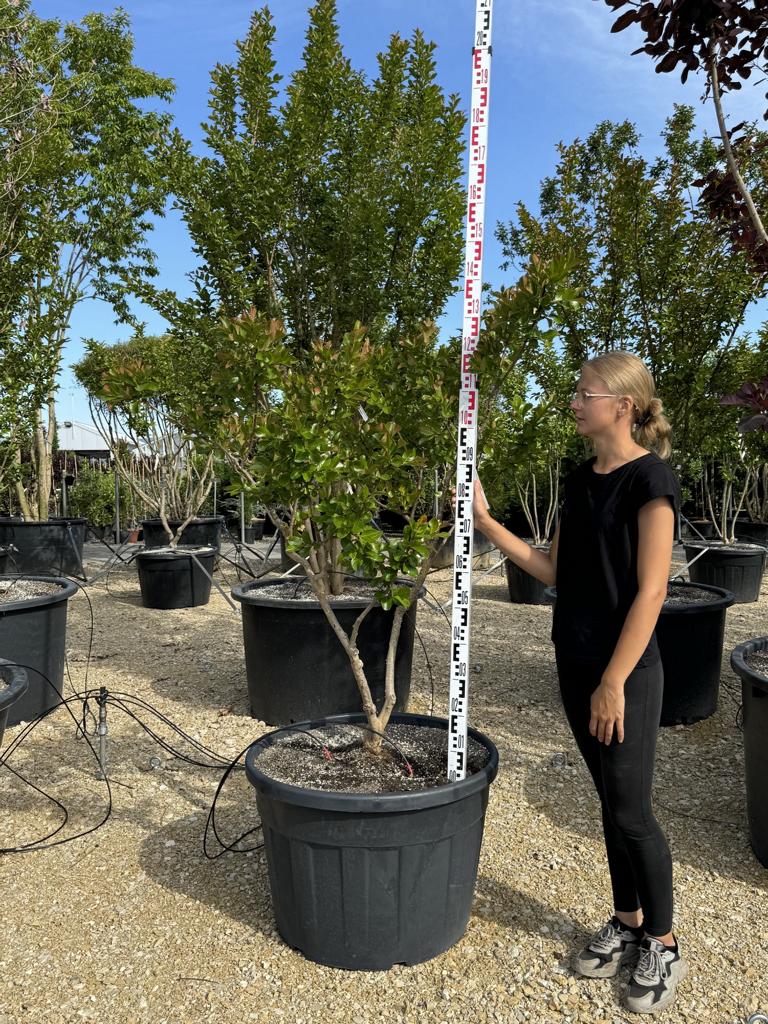 Lagerstroemia indica 'Perigord Pourpre'