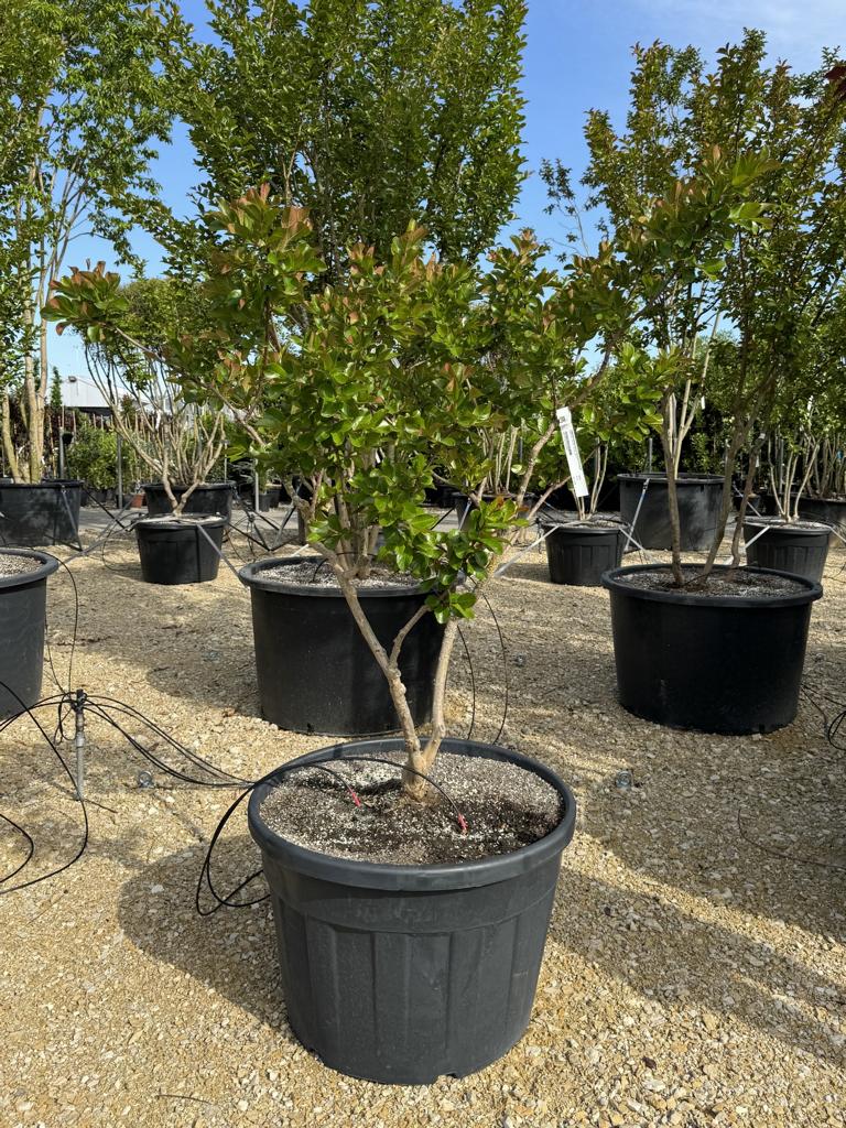Lagerstroemia indica 'Perigord Pourpre'