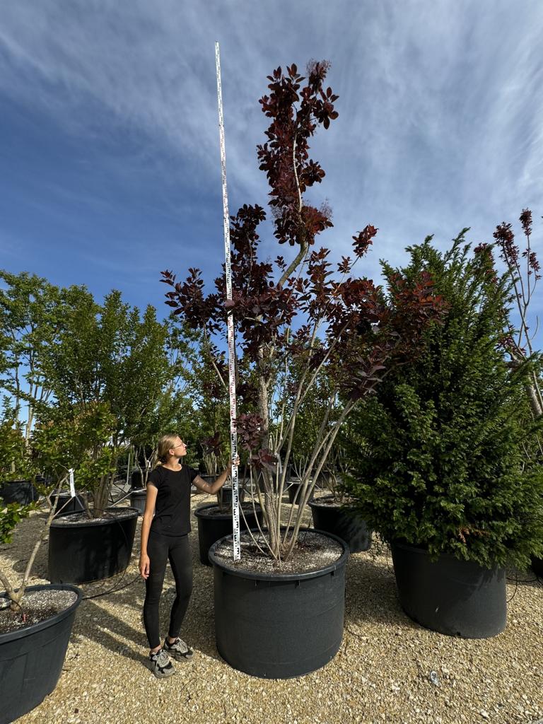 Cotinus 'Grace'