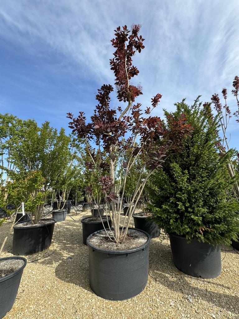 Cotinus 'Grace'