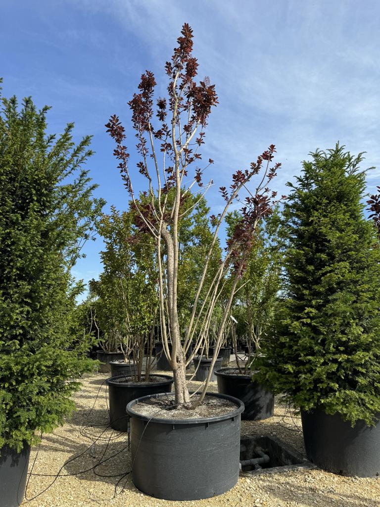 Cotinus 'Grace'