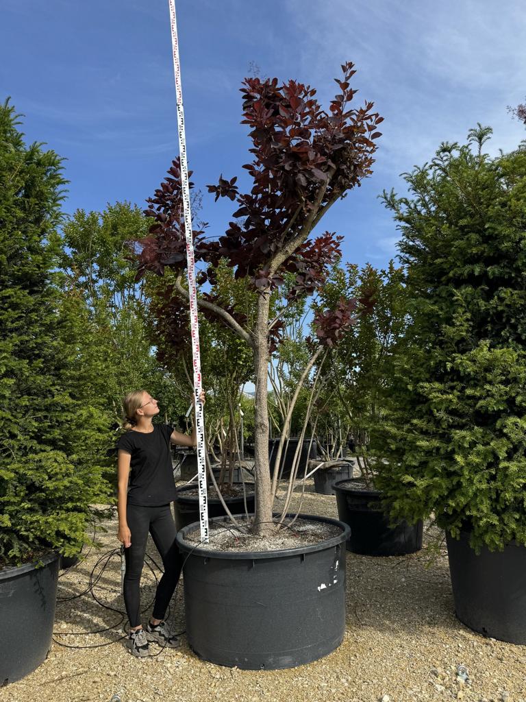 Cotinus 'Grace'