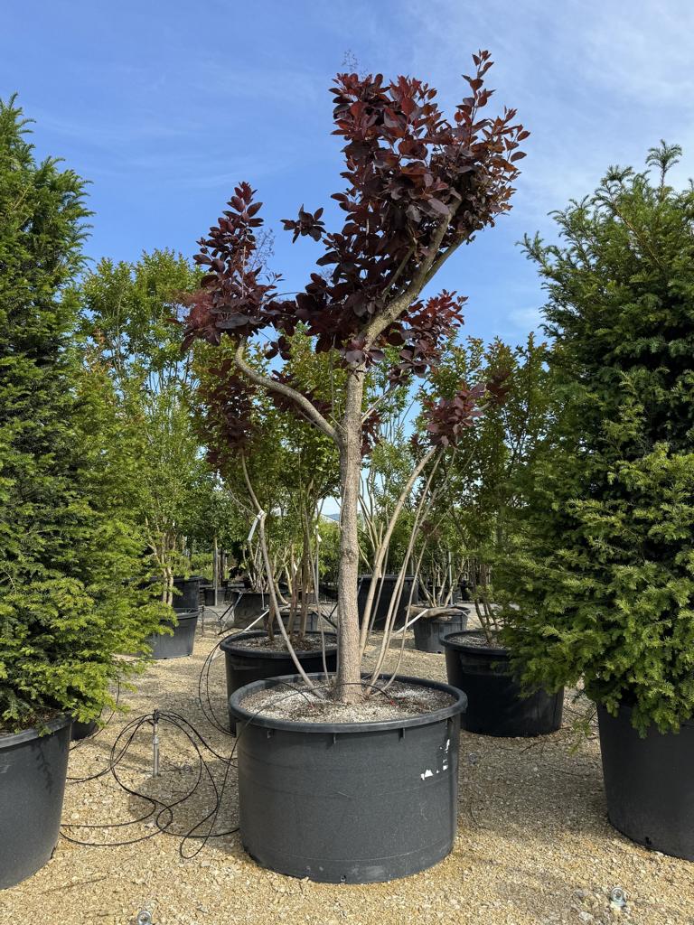 Cotinus 'Grace'