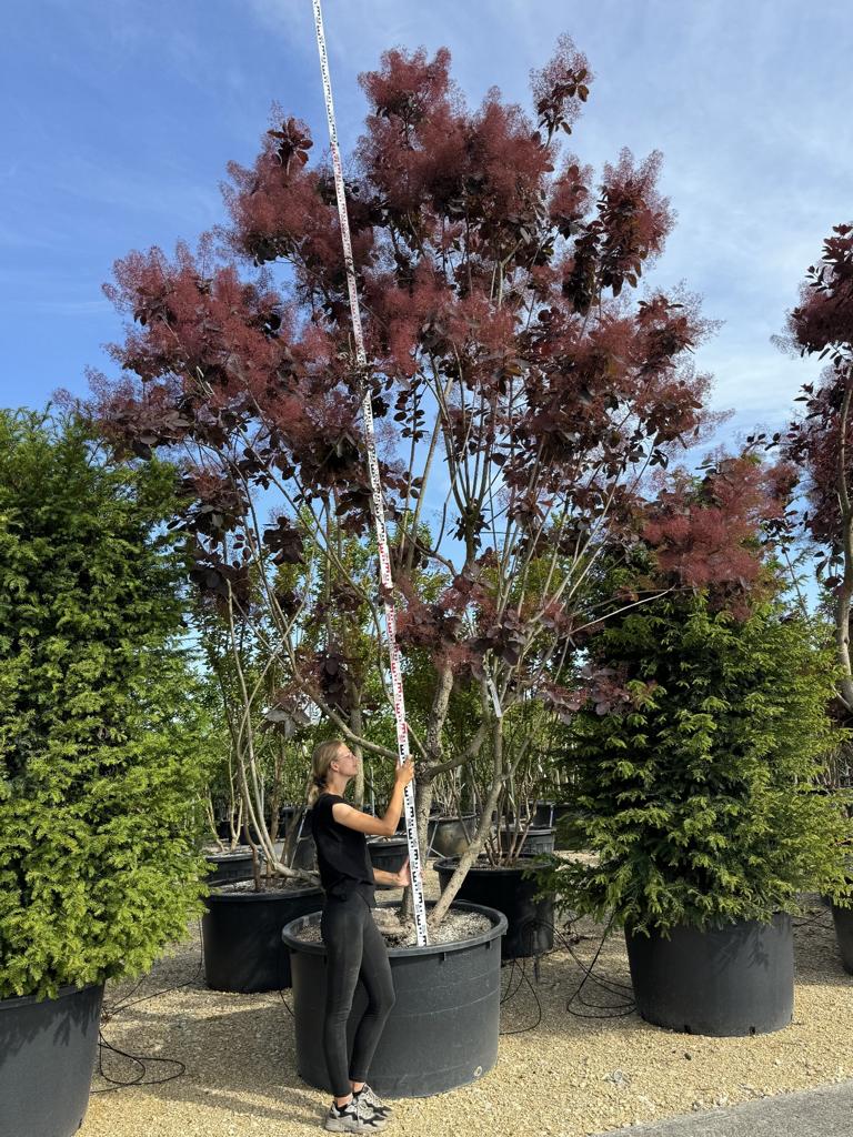 Cotinus 'Grace'
