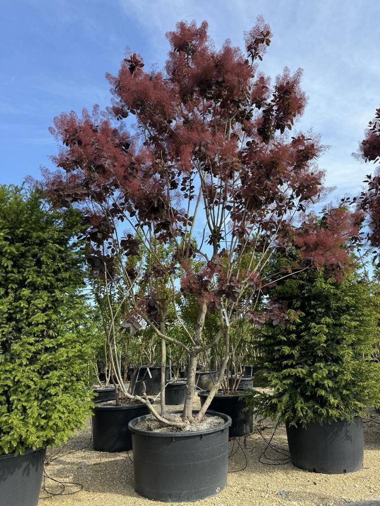 Cotinus 'Grace'