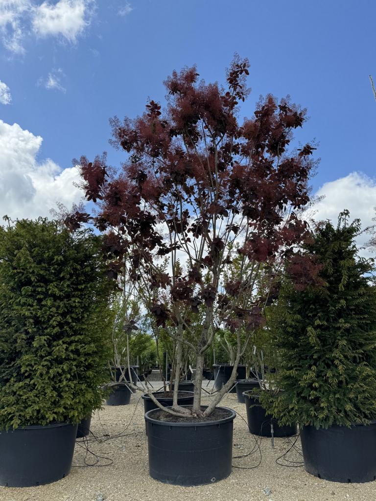 Cotinus 'Grace'