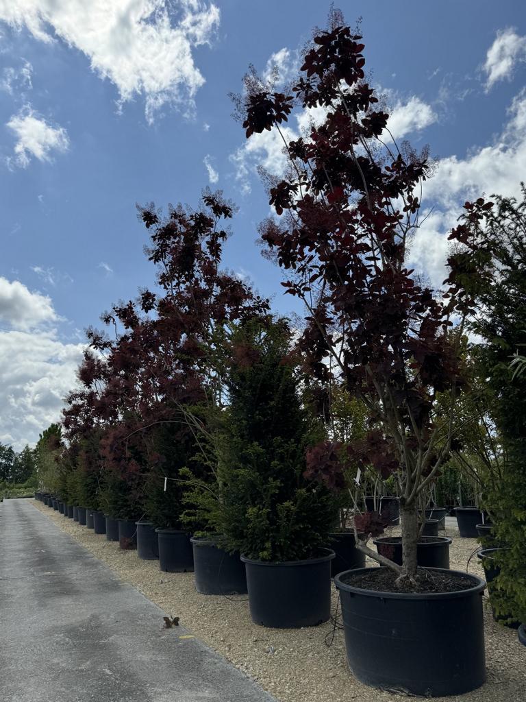 Cotinus 'Grace'