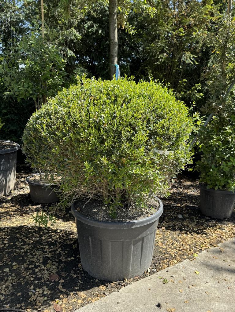 Phillyrea angustifolia kugelförmig
