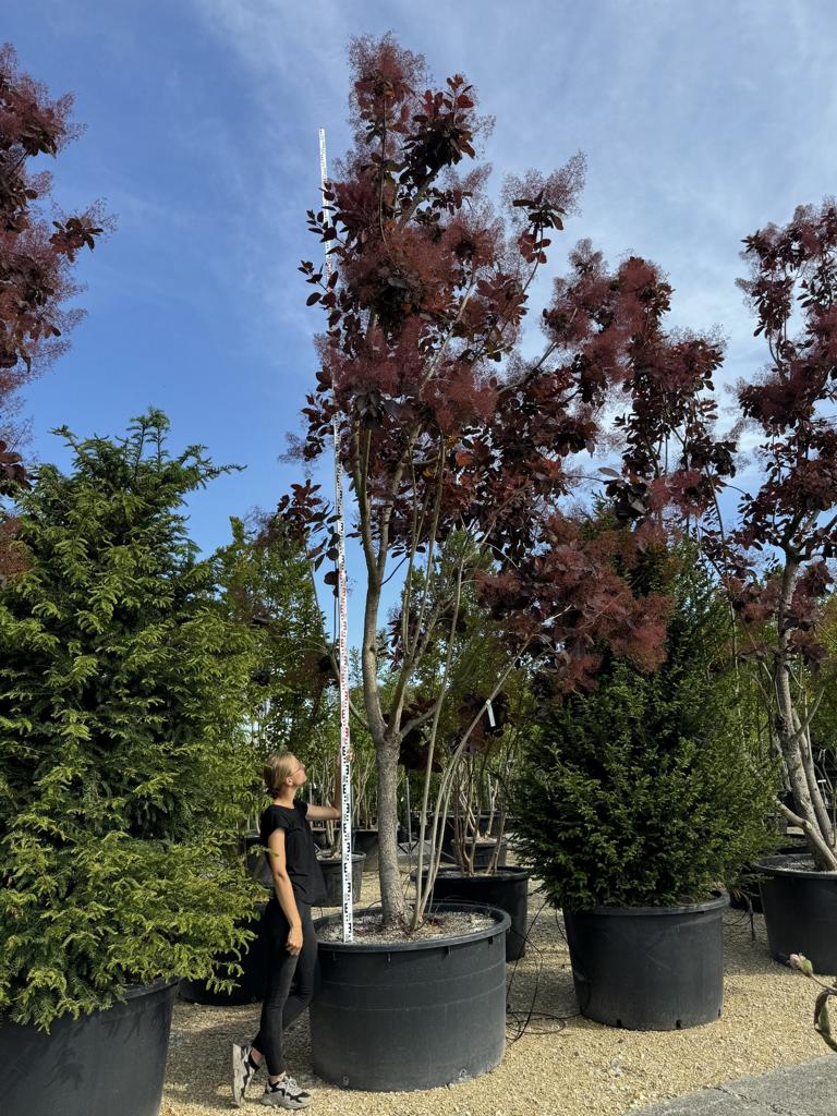 Cotinus 'Grace'