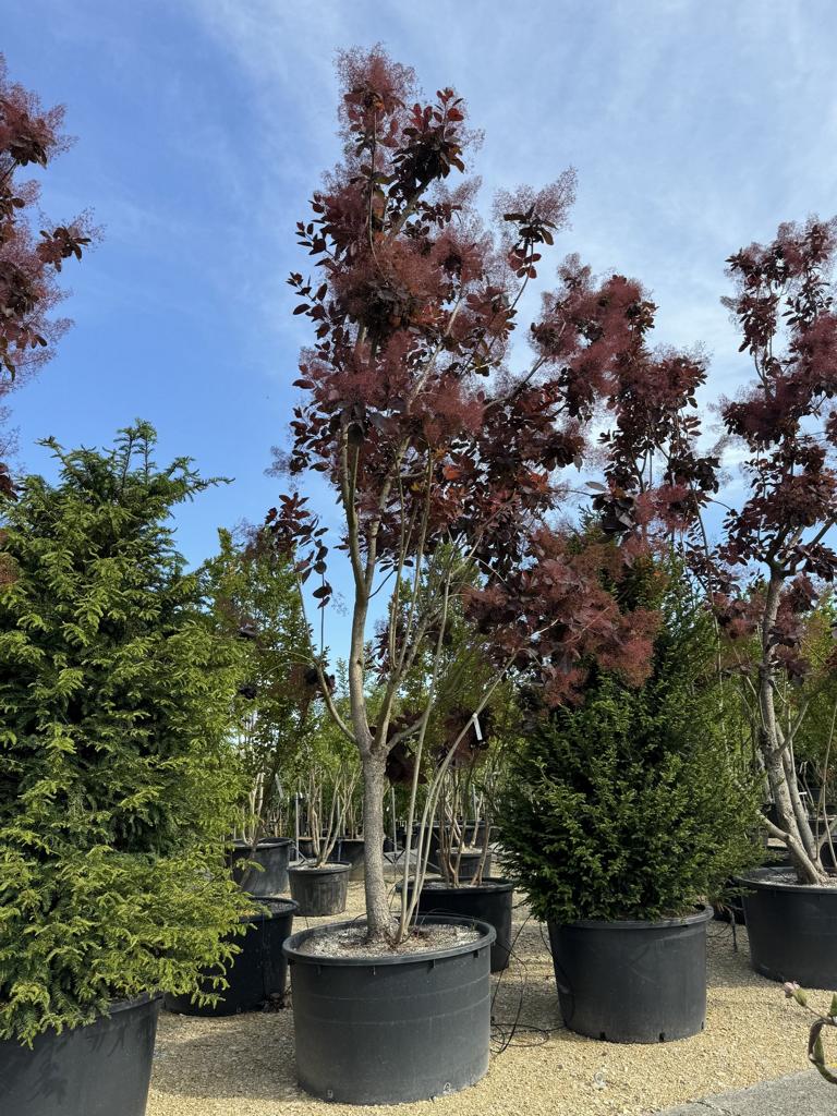 Cotinus 'Grace'
