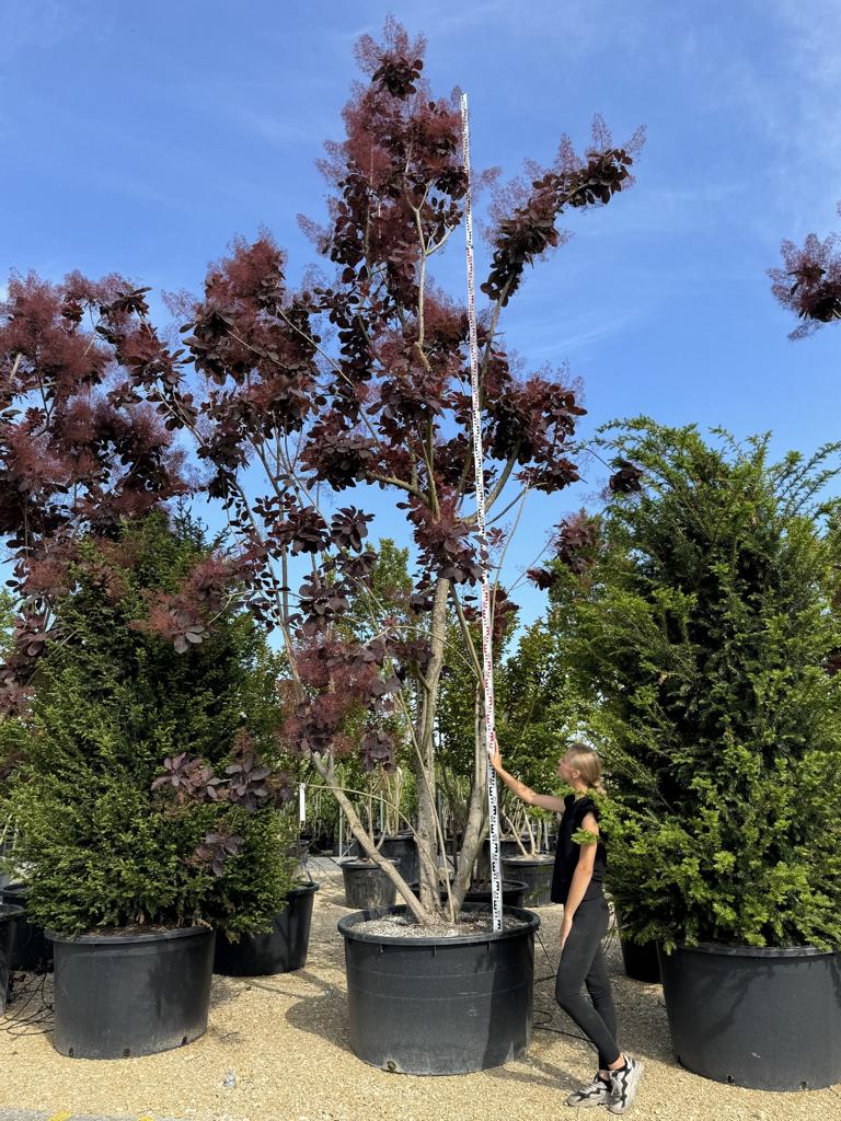 Cotinus 'Grace'