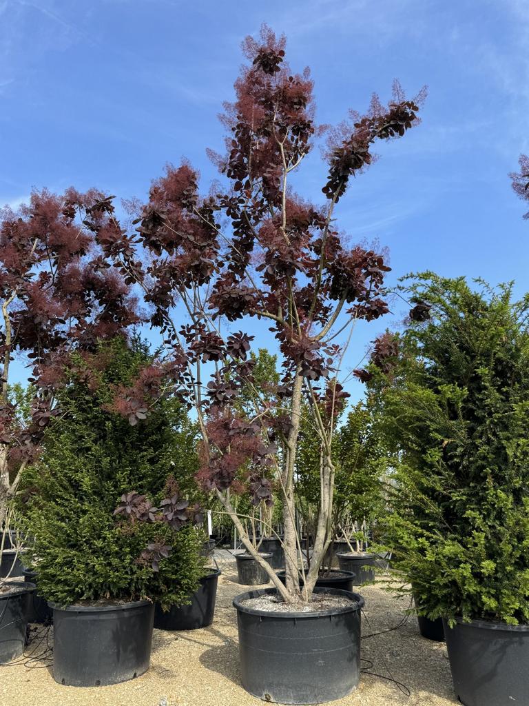 Cotinus 'Grace'