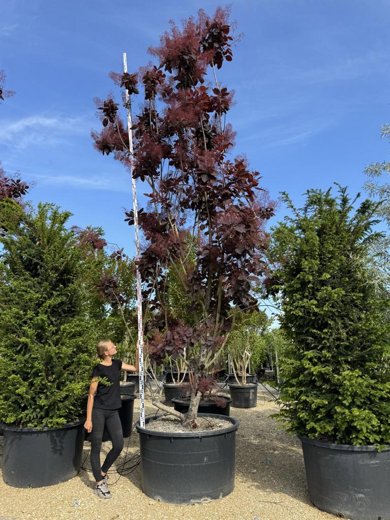 Cotinus 'Grace'