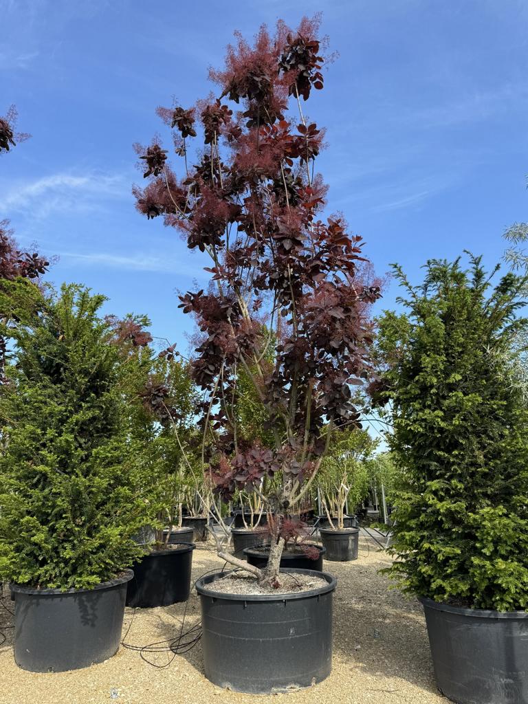 Cotinus 'Grace'