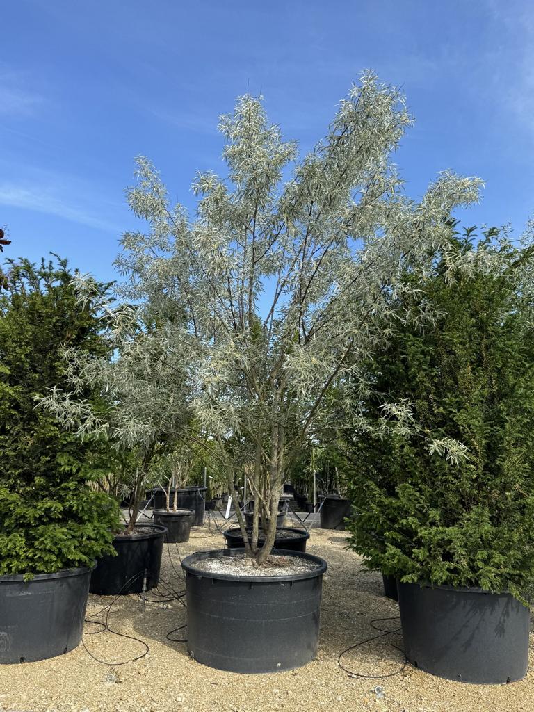Elaeagnus angustifolia