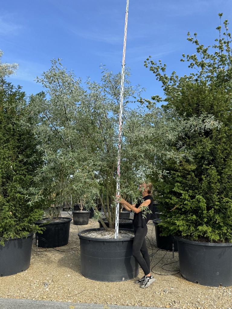 Elaeagnus angustifolia