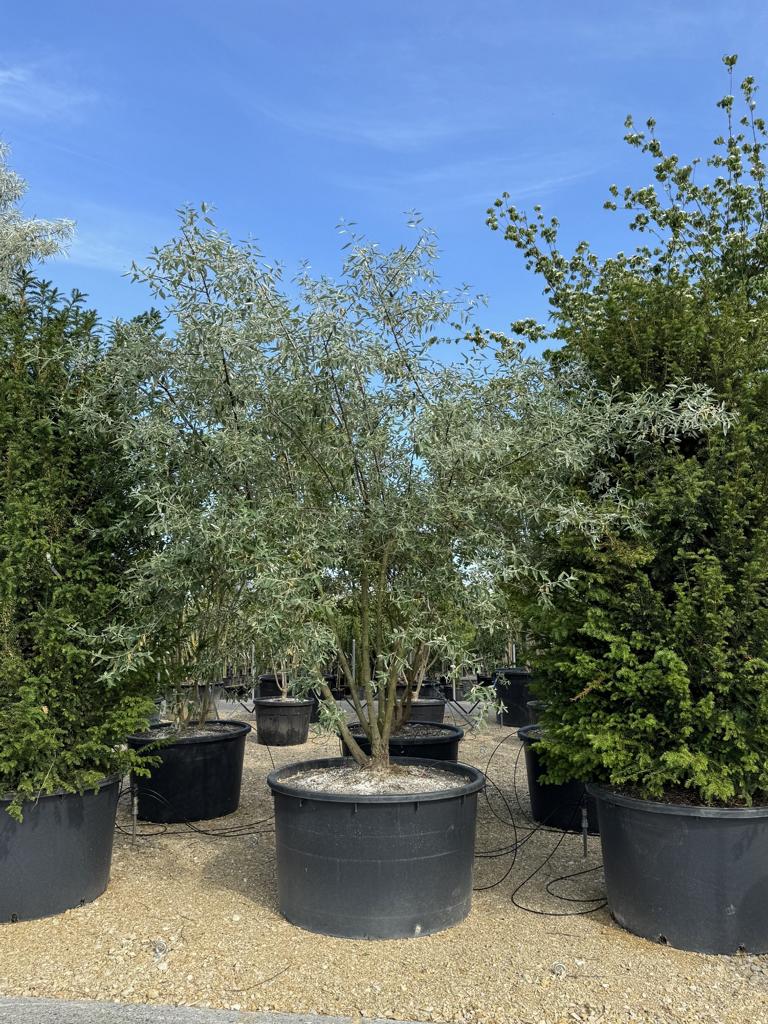 Elaeagnus angustifolia