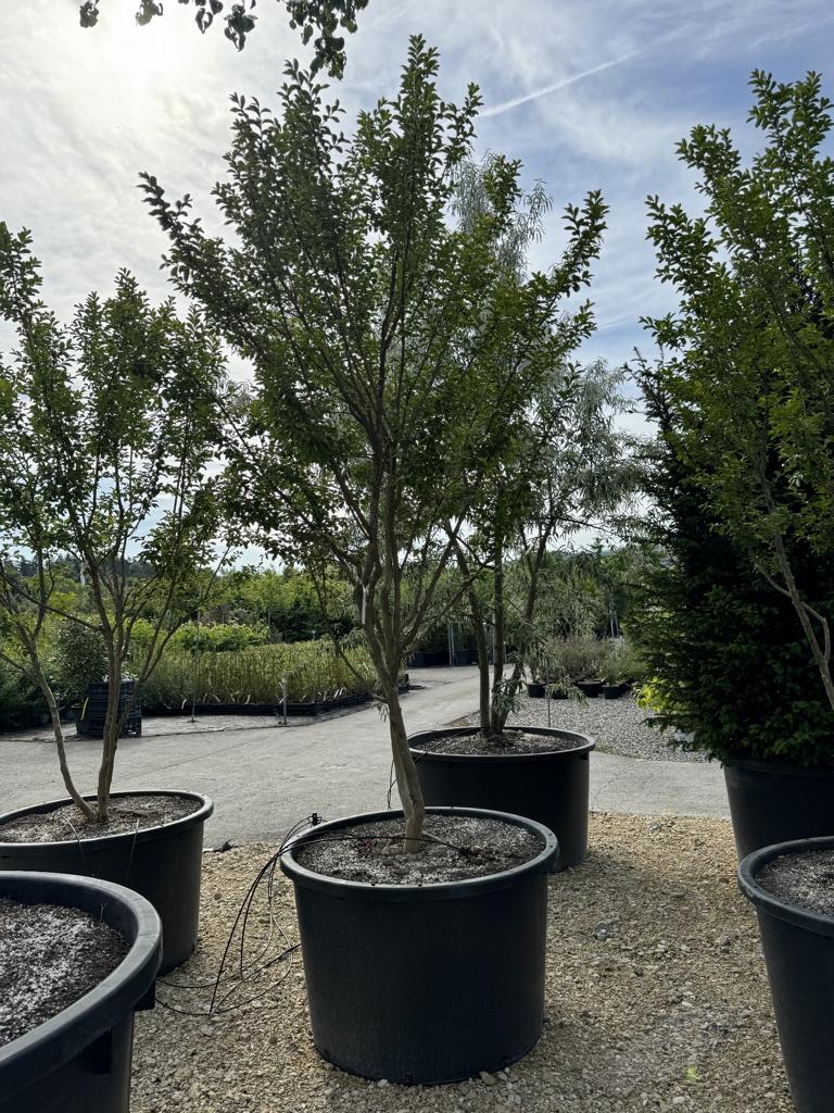 Elaeagnus angustifolia