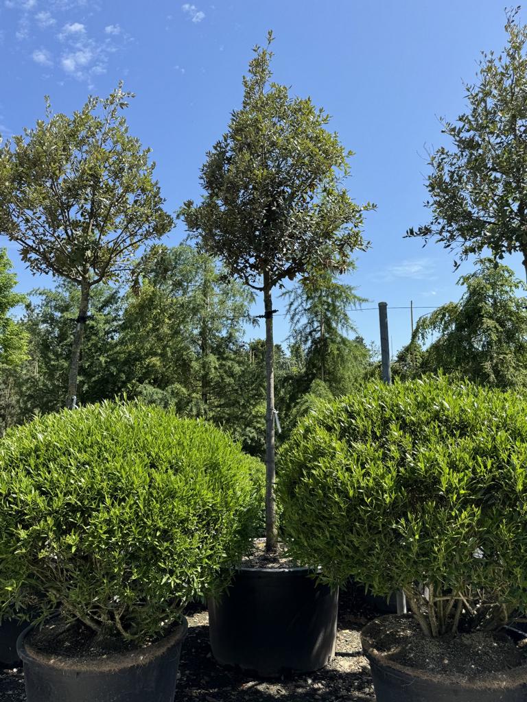 Quercus ilex