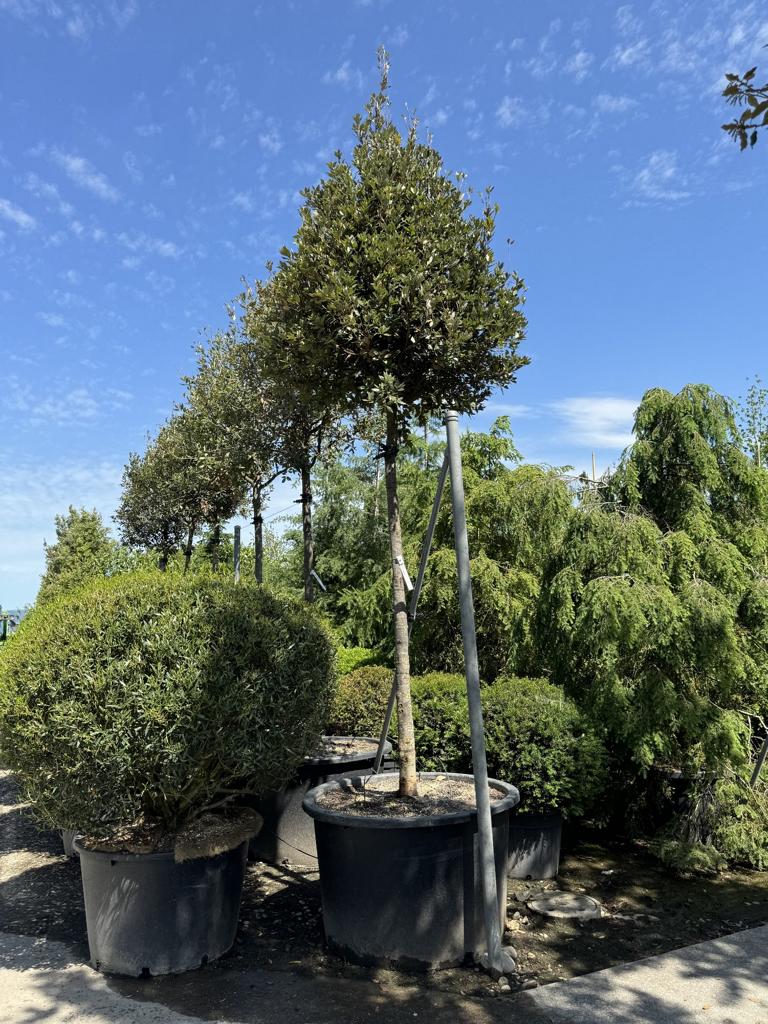 Quercus ilex